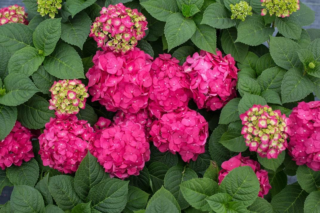 Endless Summer Collection - Hydrangea mac. Endless Summer Summer Crush (Bigleaf Hydrangea) Shrub, red or Purple, #2 - Size Container