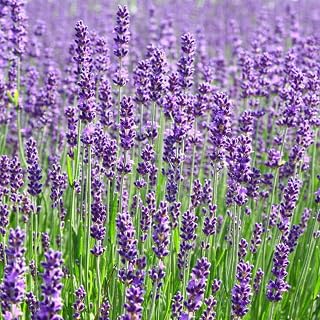 Lavender Fragrance Sample Pack (5-1 oz. Bottles in Each Pack) for Candle Making, Soap Making, Tart Making, Room Sprays, Lotions, Car Fresheners, Slime, Bath Bombs, Warmers………
