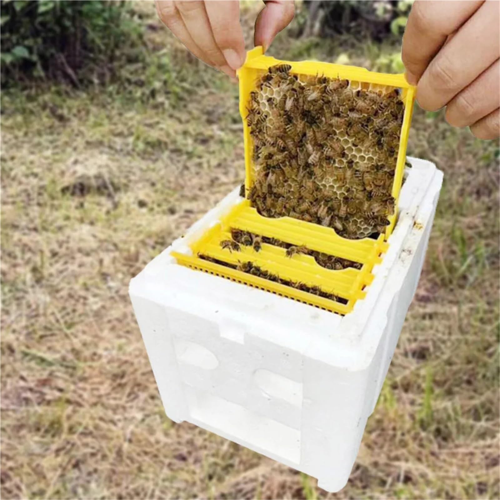 Boîte à abeilles en mousse, boîte polyvalente for l'élevage de reines, boîte d'accouplement for abeilles, élevage de reines, ruche for apiculteurs