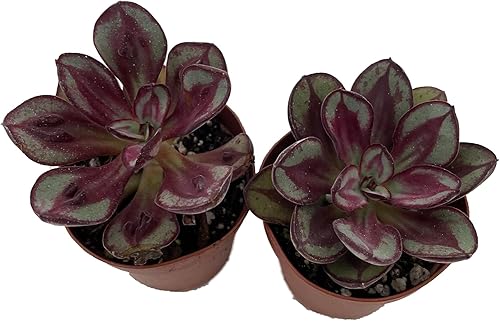 Benitsukasa Desert Rose Succulent - Echeveria - 2 plantas en macetas de 2"