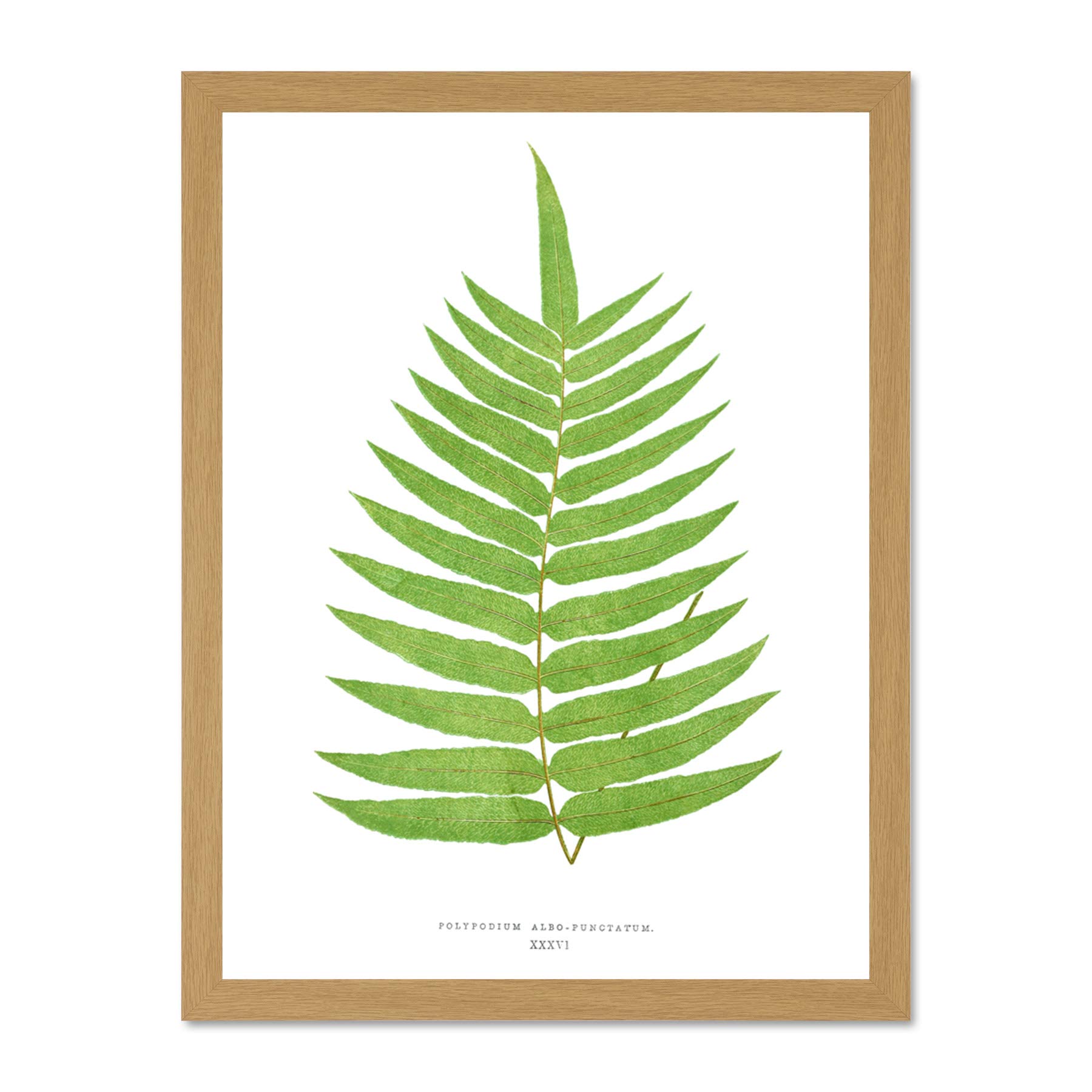 Wee Blue Coo Fern Polypodium Albo Punctatum Large Framed Art Print Wall Poster 18x24 inch