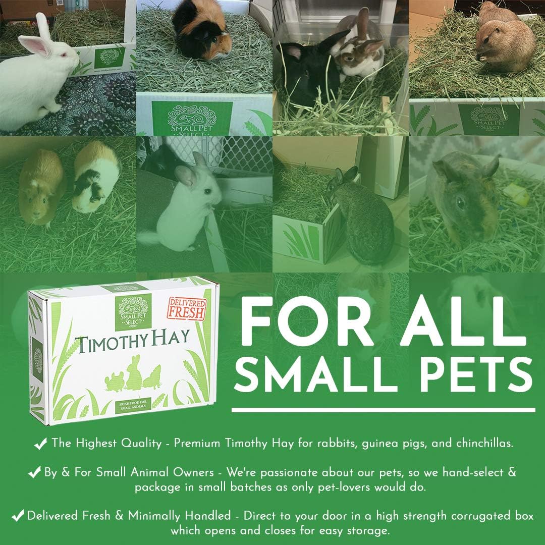 Small Pet Select 2nd Cutting Timothy Hay Pet Food, 10-Pound : Everything Else