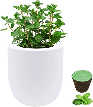 Hydroponic Herb Growing Kit, Self-Watering Kitchen Herb Garden Starter Kit with Organic Seeds Mint