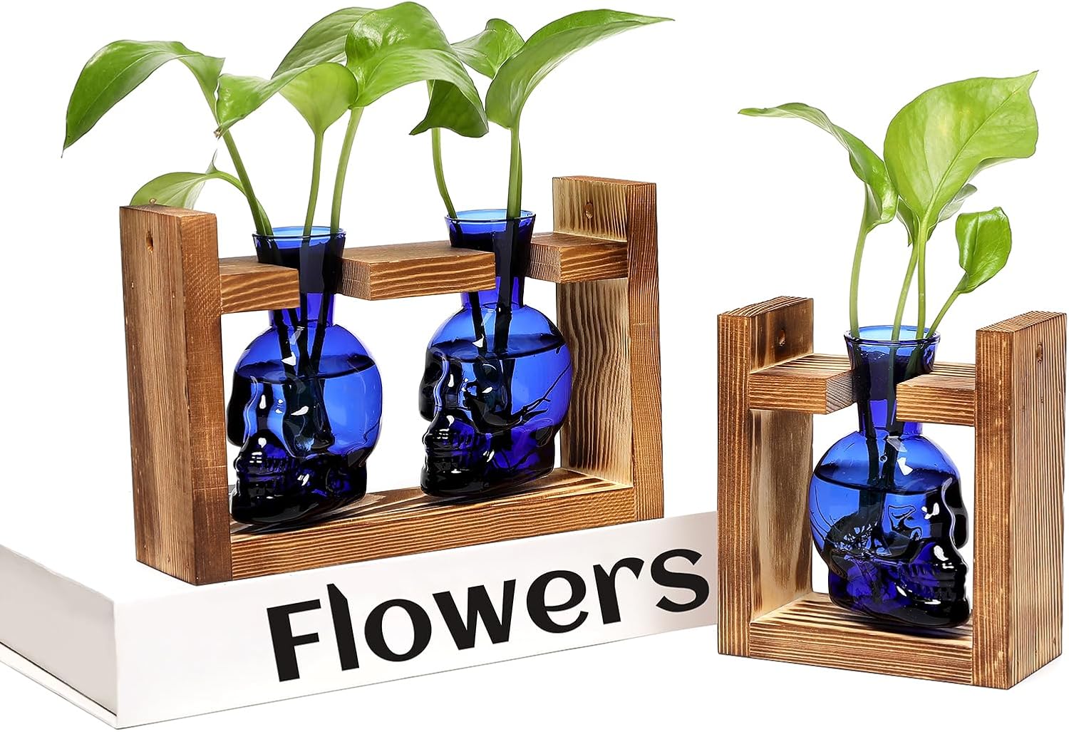 2+1 Plant Terrarium Plant Propagation Station Gifts for Father Halloween Skull Home Office Decor with Wooden Stand