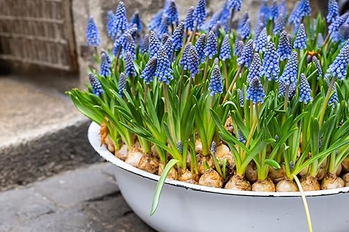 Miniatura 3 de 10 bulbos de jacinto de uva para plantar bulbos de flores de muscari azules perennes, adornos de jardín, macetas fáciles de cultivar, regalos