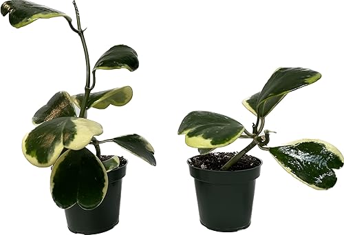 Miniatura 4 de Hoya Kerrii abigarrada, planta de interior viva de Hoya Plants - Planta viva de Hoya Kerrii - Regalo de planta - Planta purificadora de aire (planta