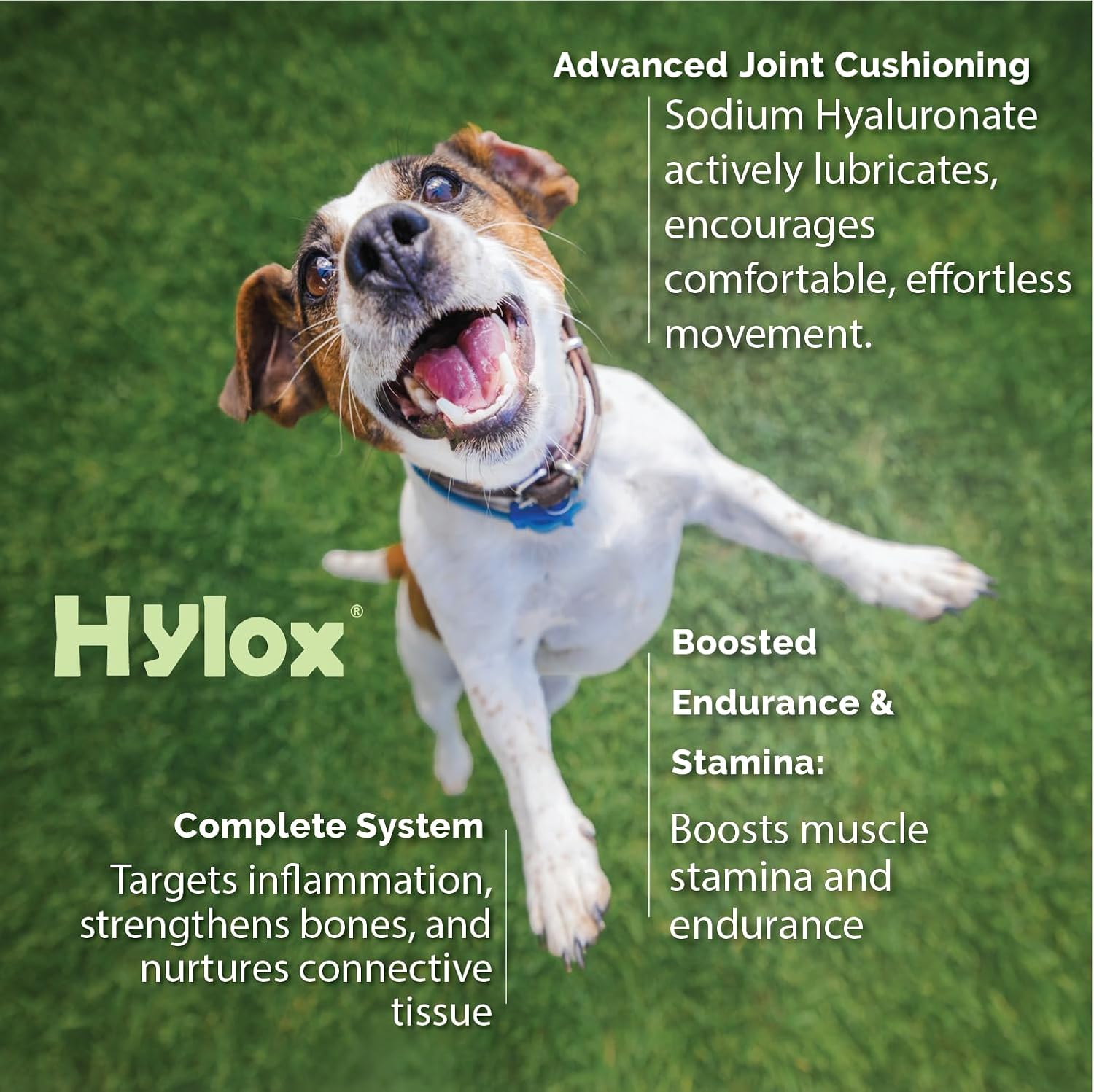 Hylox Soft Chews for Dogs – Joint Support with Glucosamine, MSM, Creatine, Hyaluronic Acid, Turmeric, EPA & DHA – Supports Joints & Cushions Connective Tissues – NASC Certified – 120 Soft Chews