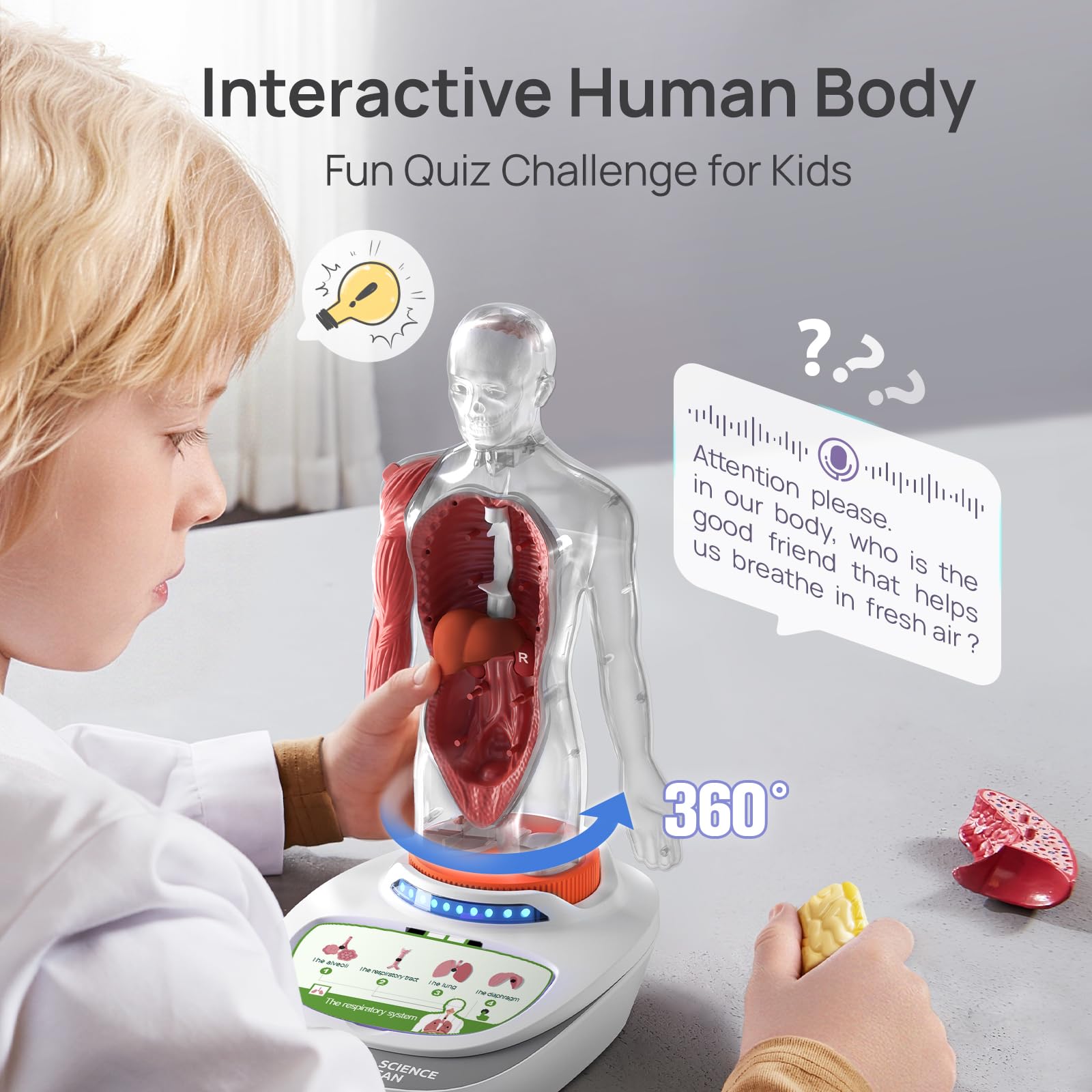 Modelo De Cuerpo Humano Transparente – Kit De Anatomía Educativo STEM Para Niños +6 Años, Ideal Para Clase O Regalo