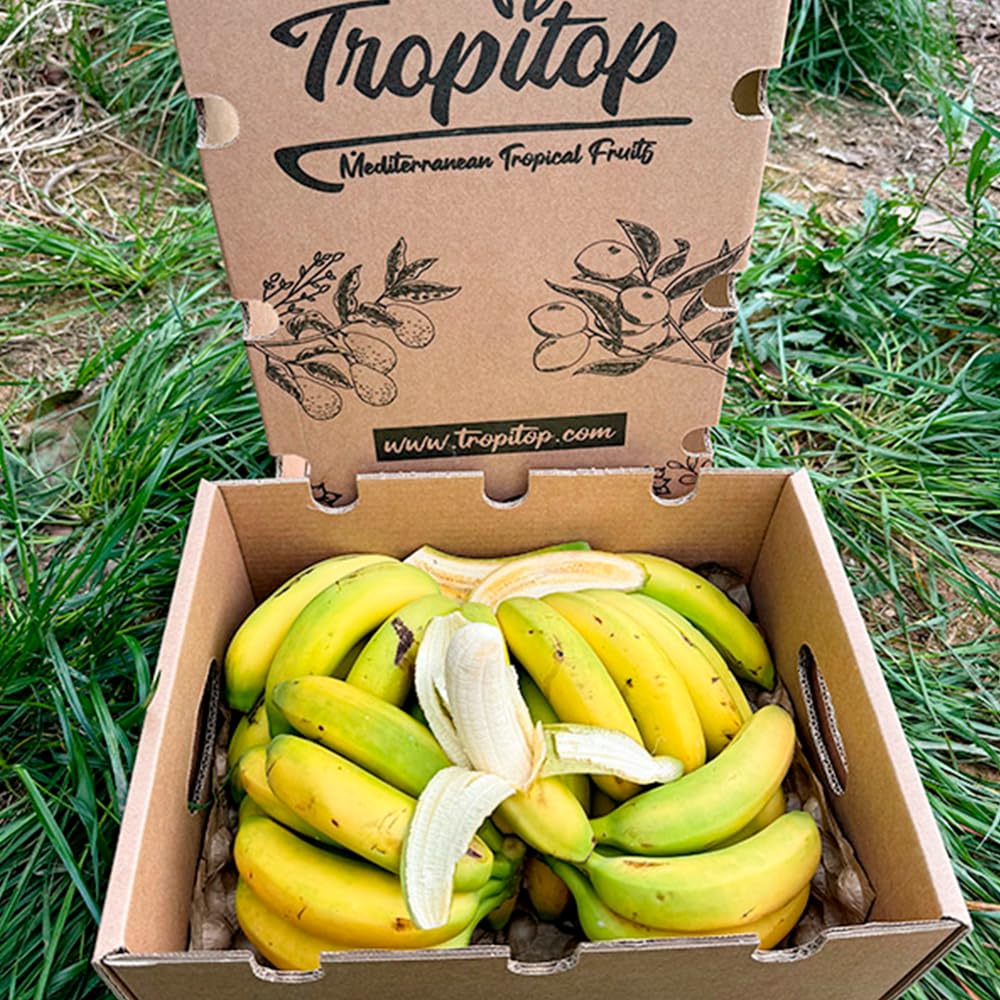 Caja de Plátanos de Canarias | Fruta Tropical Directa del Agricultor, Cultivado en España, Recién Recolectado, Dulce, Natural y Sin Químicos (2 Kg)