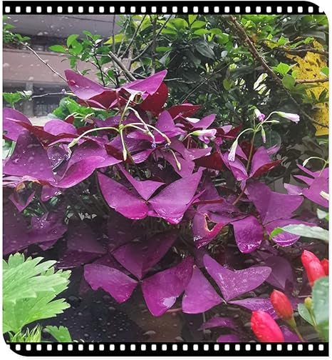 Amazon オキザリス トリアングラリス カタバミ球根 天然植物 ゴージャス ホリデーギフト 希少種 純粋で美しい ファッション 球根 パープル 花