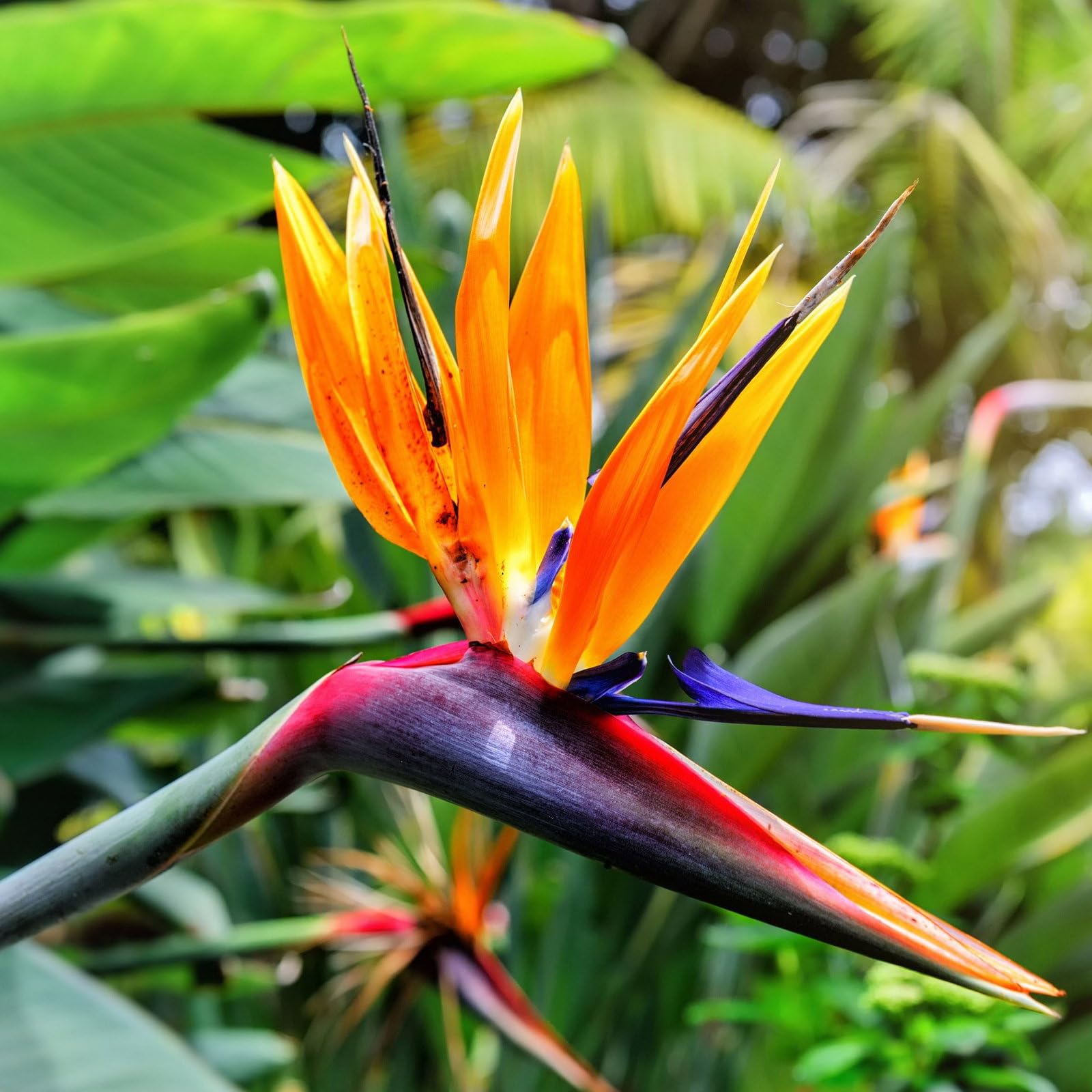 Plant World Seeds - Strelitzia Reginae Seeds (Exotic Flower Seeds)