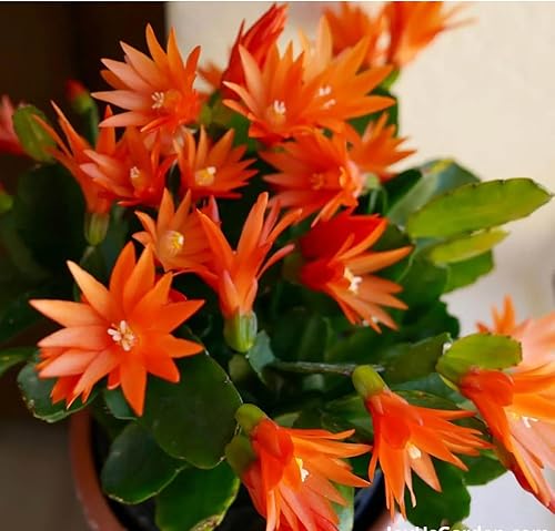 Planta viva de cactus de primavera naranja de 4 pulgadas.