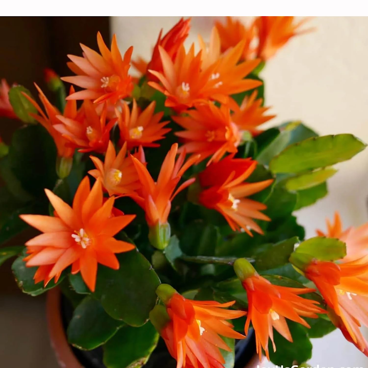 Orange Spring Cactus