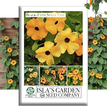 Black Eyed Susan Vine Seeds Thunbergia alata 25+ Heirloom Non-GMO Seeds by Islas Garden Seeds, Fast-Growing Climbing Annual for Trellises & Baskets, Bright Summer Blooms, Gift Idea