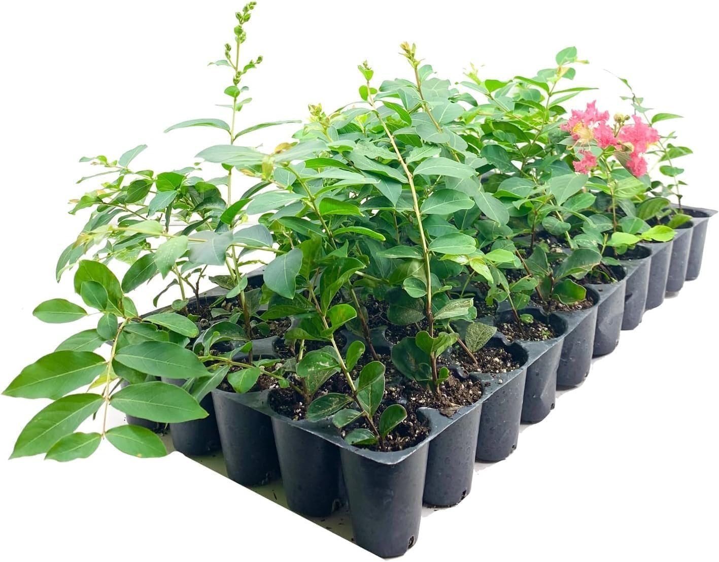 Crape Myrtle Tuscarora | 3 Live Plants | Lagerstroemia Indica | Fast Growing, Drought Tolerant, Summer Blooms, Vibrant Pink Flowers, Ornamental Tree, Low Maintenance, Ideal for Gardens