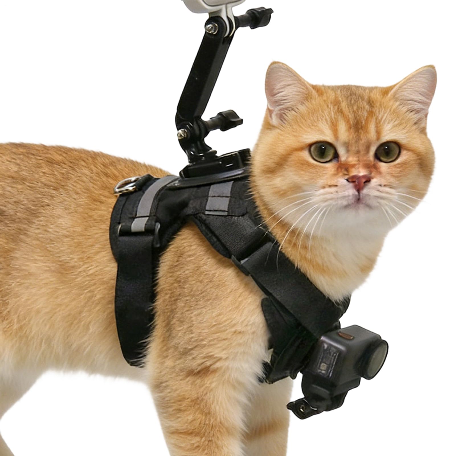Arnés grande para gatos y soporte de cámara para paseos y fotografía exterior