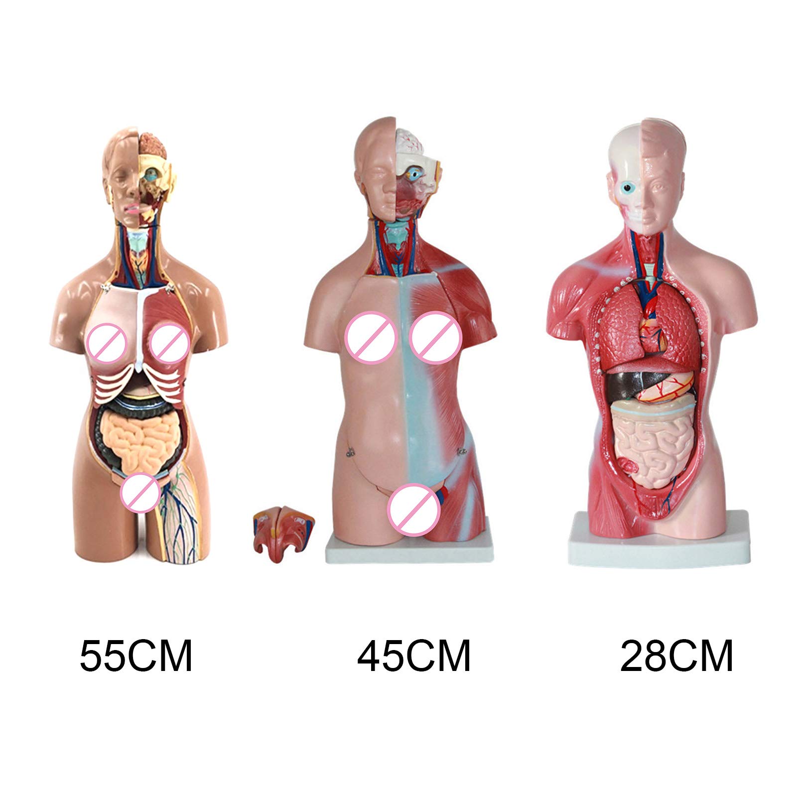 Monkys Anatomy Model Human Body, 4D Anatomical Assembly Model of Human