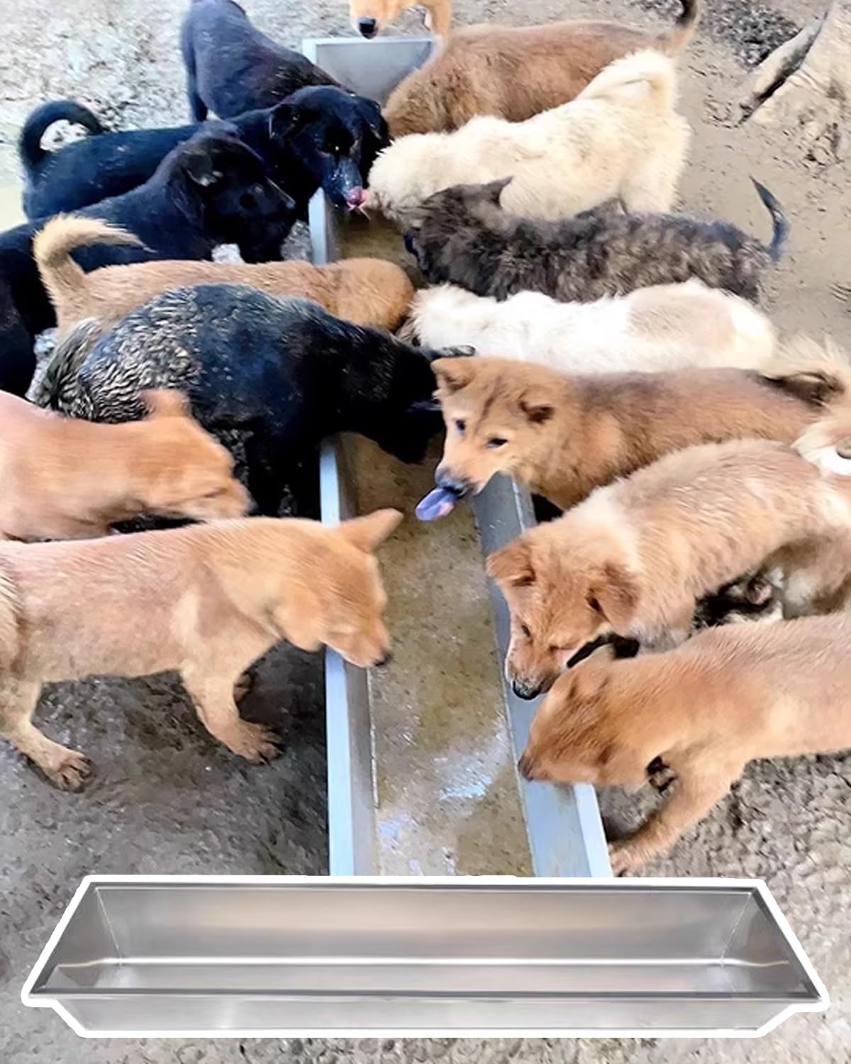 Comedero para ganado, cuenco de acero galvanizado resistente para animales de granja