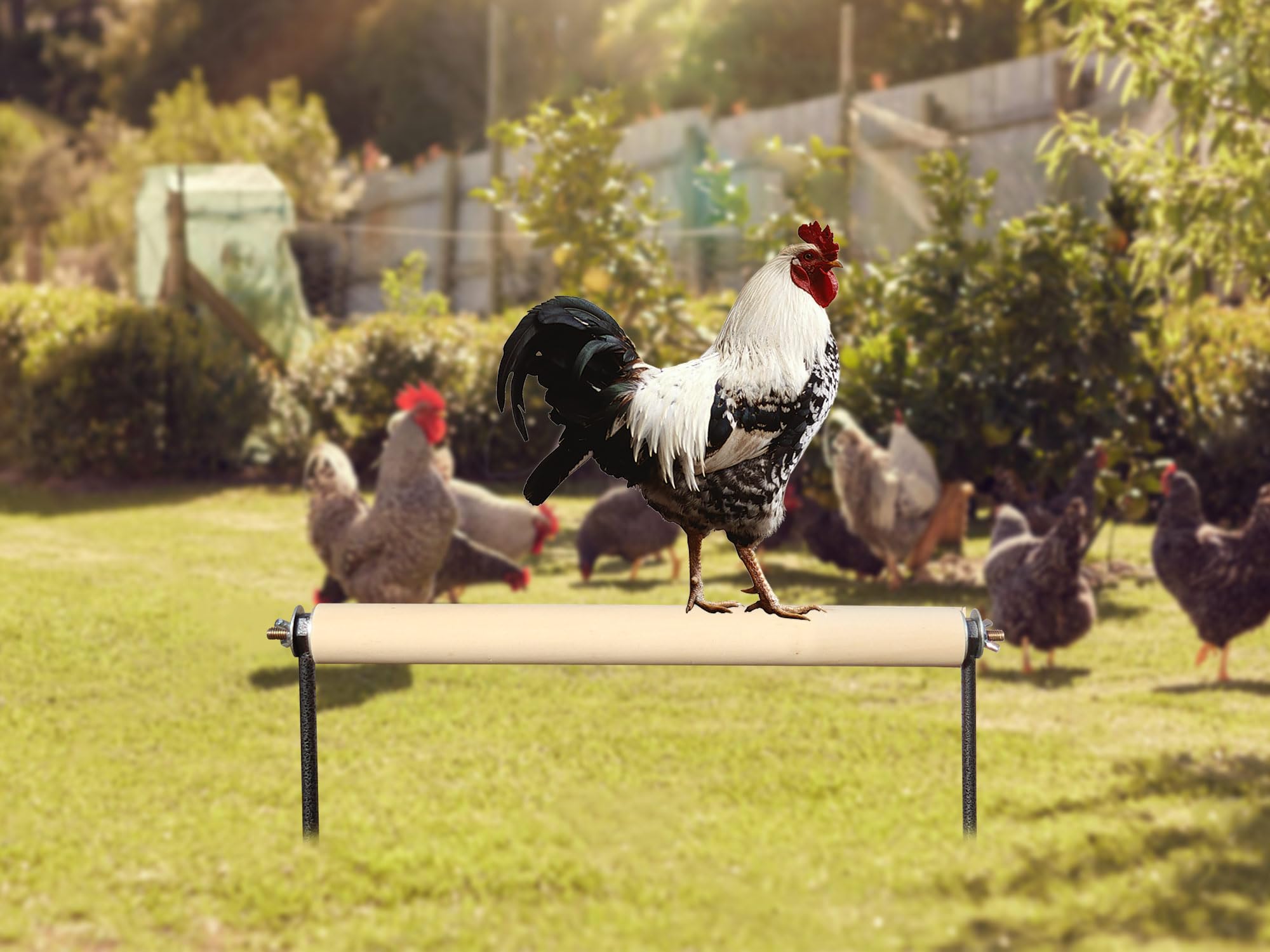 Neeenn Chicken Perch Toys, Wooden Chick Perch Stand with Metal Ground Plug, Outdoor Birds Training Platform, Chicken Coop Accessories, Suitable for Poultry Rooster Chicks Large Birds Chicks Parrots