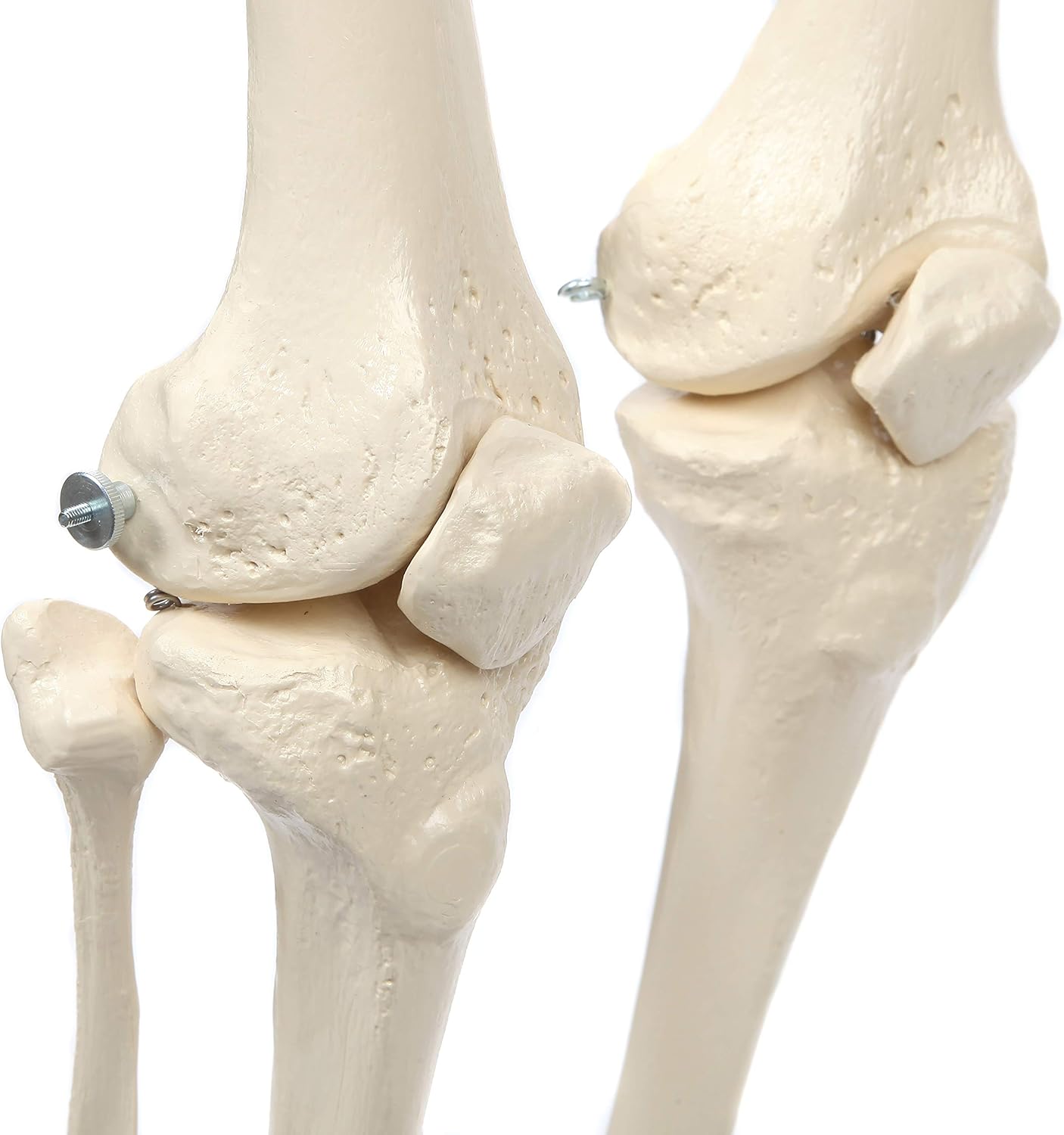 Rudiger Anatomie Physiological Skeleton with Flexible Spine, Spinal Cord, Vertebral Arteries, Mounted Herniated Disc and Sectioned Sacrum, Includes Display Stand with Casters, Dust Cover, and Warranty