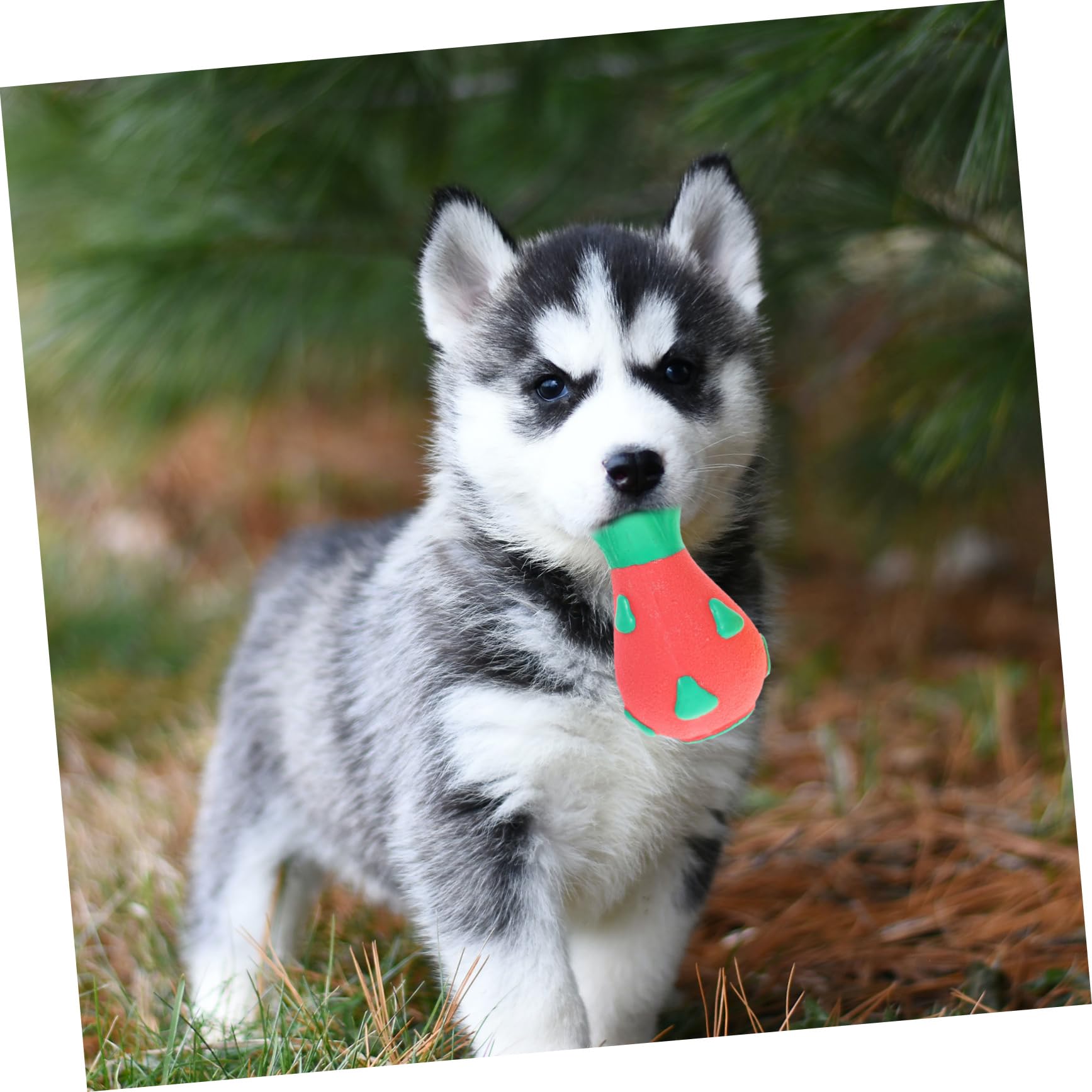 BESPORTBLE 6piezas Juguete Interactivo para Perros Adorable De Juguetes Molares para Cachorros Accesorios para Mascotas De Material De Seguro para Perros Pequeños y
