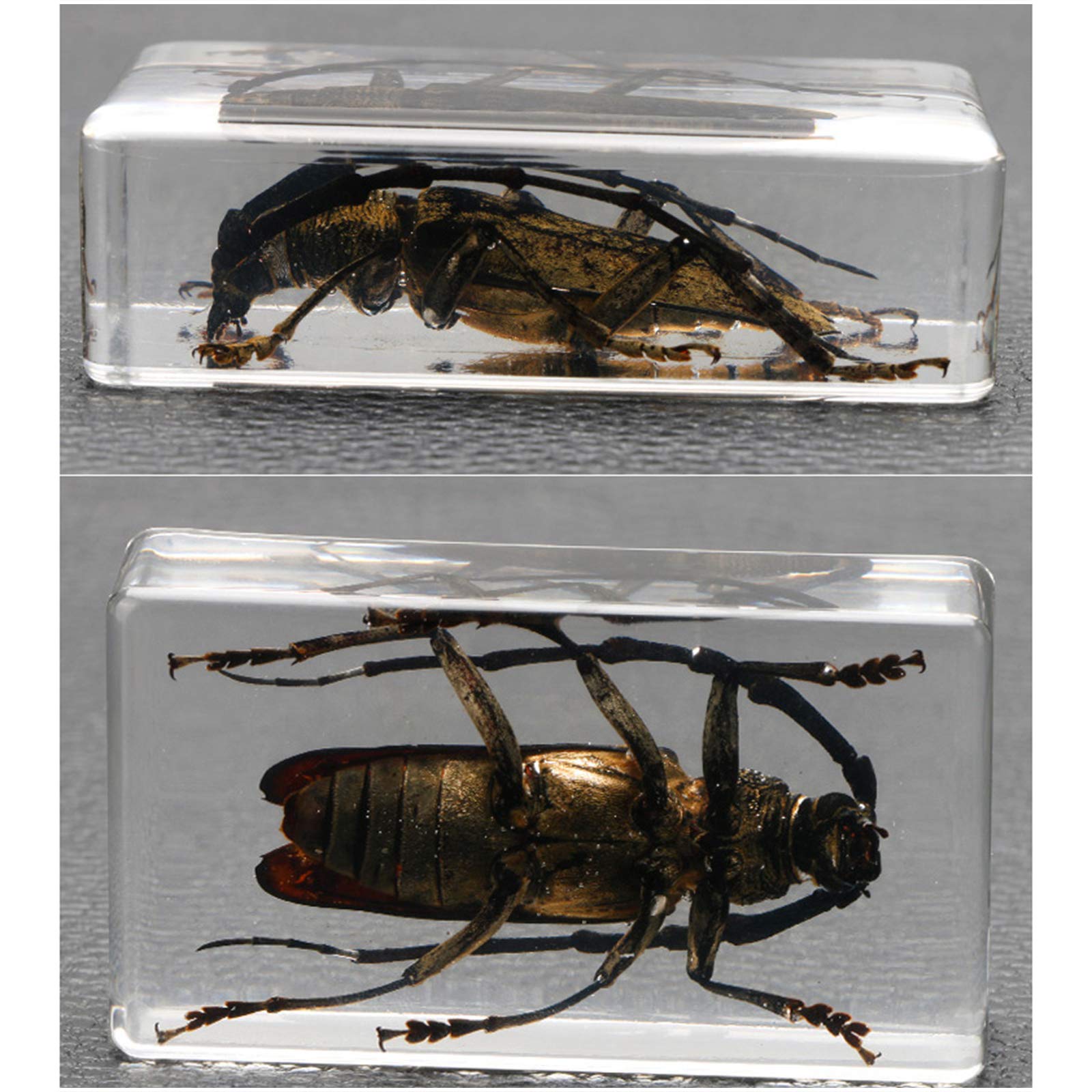 カミキリムシ（および甲虫）標本 額入り昆虫標本 カミキリムシ