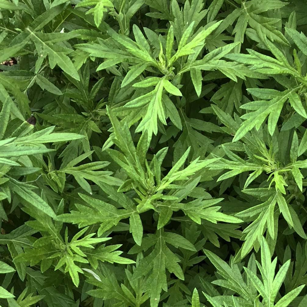 Organic Mugwort (Artemisia vulgaris) Live Plant in 2.5-inch Pot - Mugwort, Riverside Wormwood, Moxa, Green-Ginger, Felon's Herb, Sailor's Tobacco