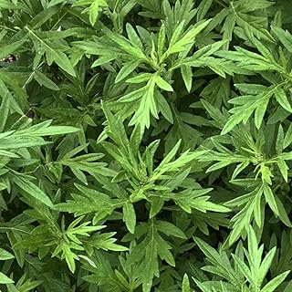 Sponsored Ad - Mugwort, Artemisia vulgaris, Live Plant in 3-inch Pot