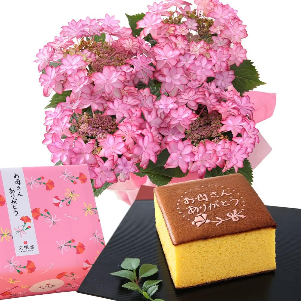 母の日 アジサイ鉢4号 スイーツセット ひな祭りピンク 特別仕立てカステラ 22