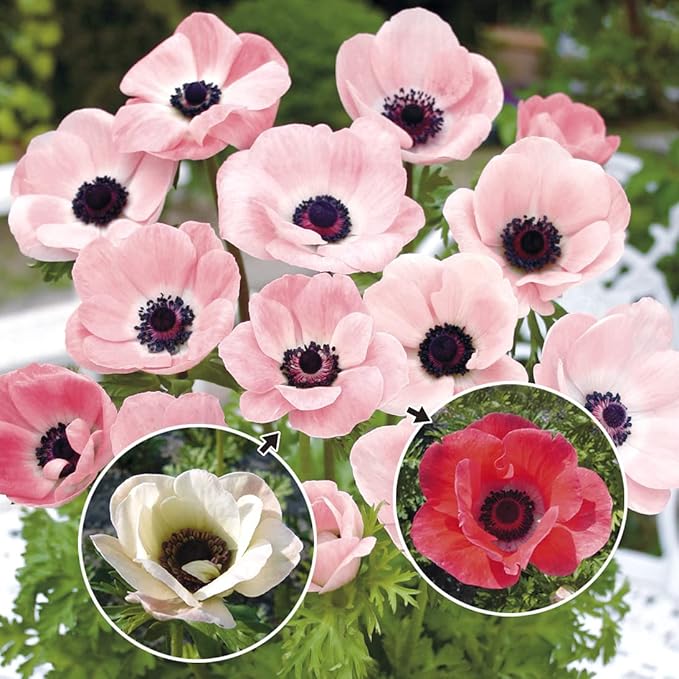 秋に植えるおすすめの花24種類 秋に植える多年草や一年草 種をまく草花をまとめ すまいのホットライン