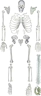 ZX TeachingNest Human Skeleton Disarticulated with Intervertebral Discs(Set of 201 pcs.) PVC plastic | Bone Set for Medica...