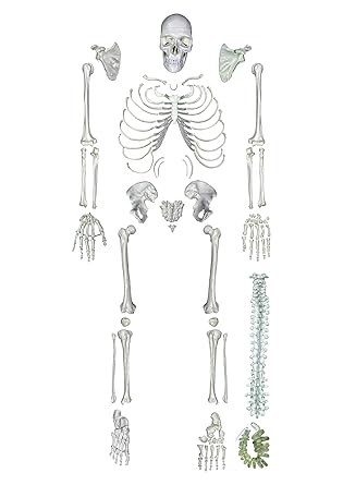 ZX TeachingNest Human Skeleton Disarticulated with Intervertebral Discs(Set of 201 pcs.) PVC plastic | Bone Set for Medical Students | Superior Quality for MBBS Study