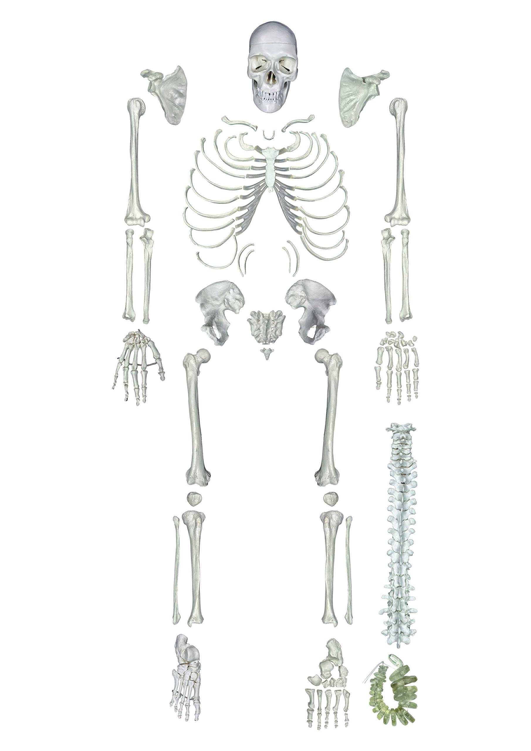 ZX TeachingNest Human Skeleton Disarticulated with Intervertebral Discs(Set of 201 pcs.) PVC plastic | Bone Set for Medical Students | Superior Quality for MBBS Study (B08S7G7R8K) Amazon Price History, Amazon Price Tracker