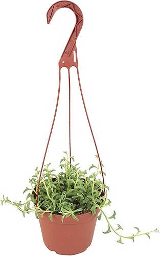 Miniatura 2 de Compre Suculentas