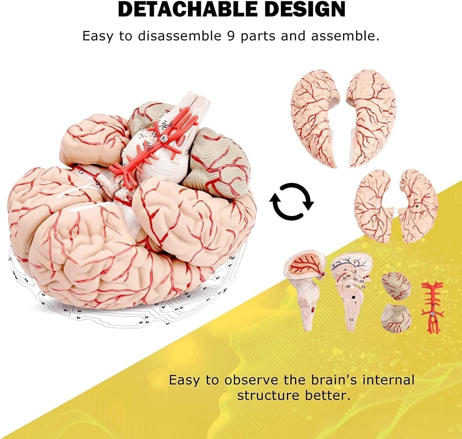 Life-Size Human Brain Anatomy Model, Anatomically Accurate Brain Model, for Science Class Teaching Medical Model