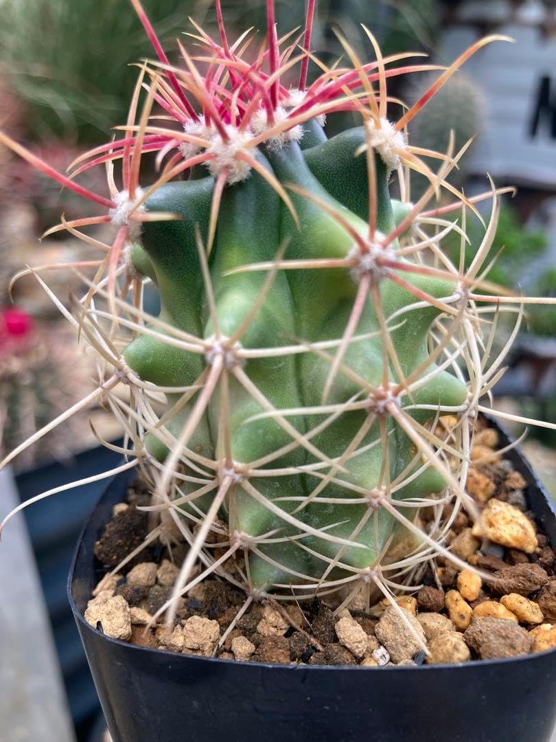 フェロカクタス斑入り2種セット◇ドライガーデン錦アガベ 実生アロエ多肉サボテン フェロカクタス斑入り2種セット◇ドライガーデン錦アガベ 実生アロエ