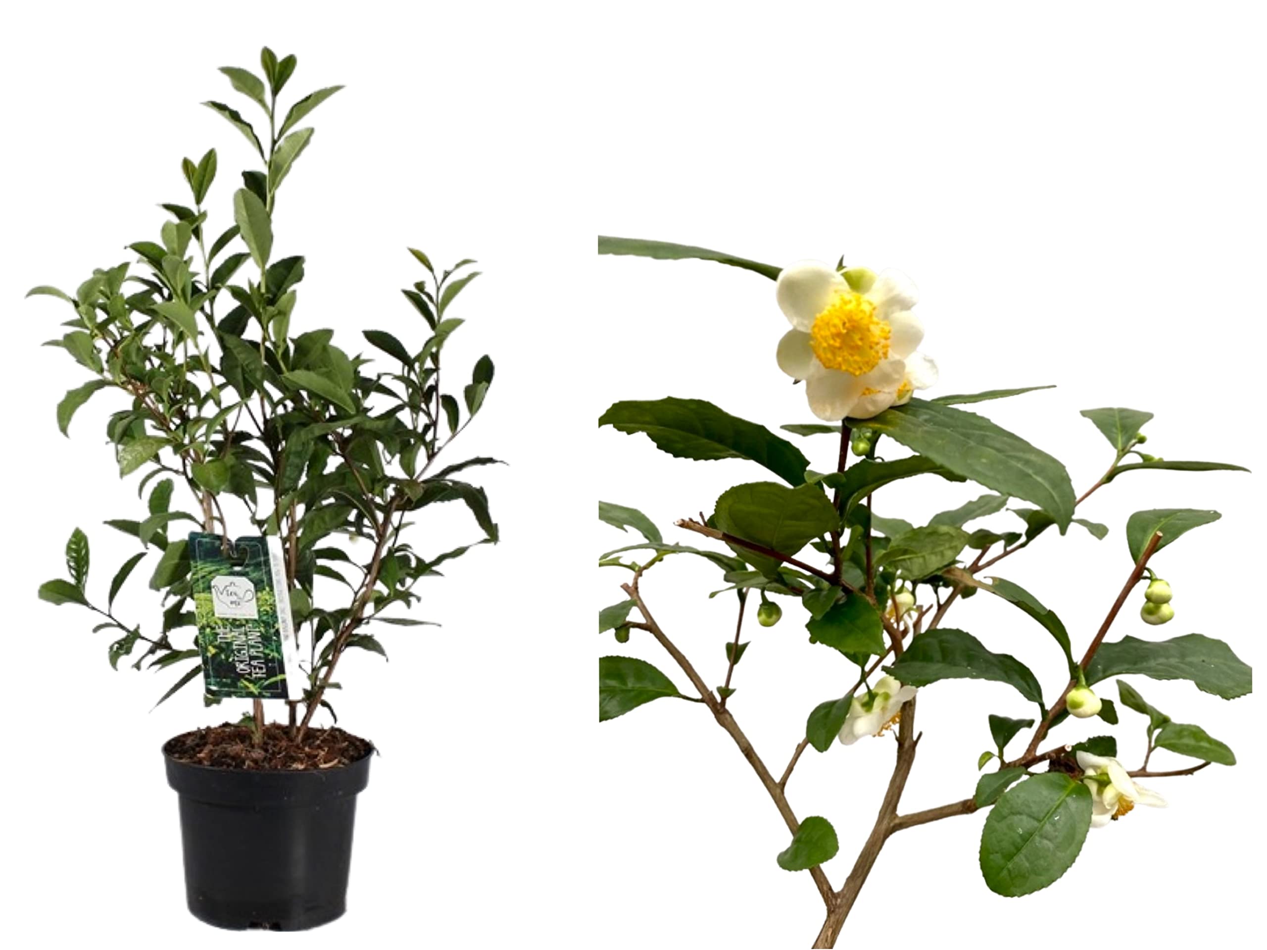 Camellia Sinensis 'Tea Time Delight' - Live Tea Plant - Grow Your Own Tea Leaves - Ideal Home & Office Decor - Easy to Cultivate - 6 Inch Pot