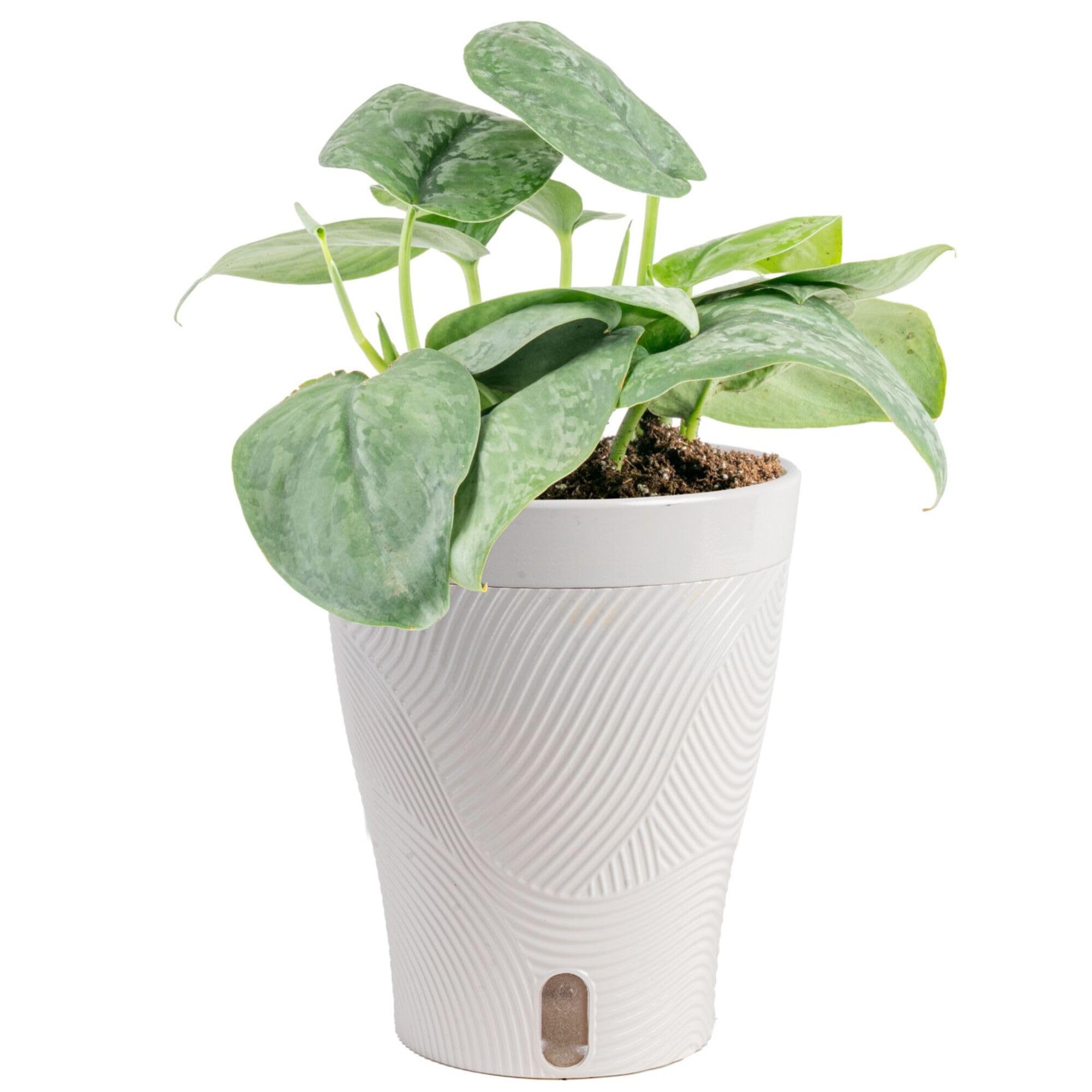 Amazon.com : Costa Farms Scindapsus Platinum Java Live Plant in