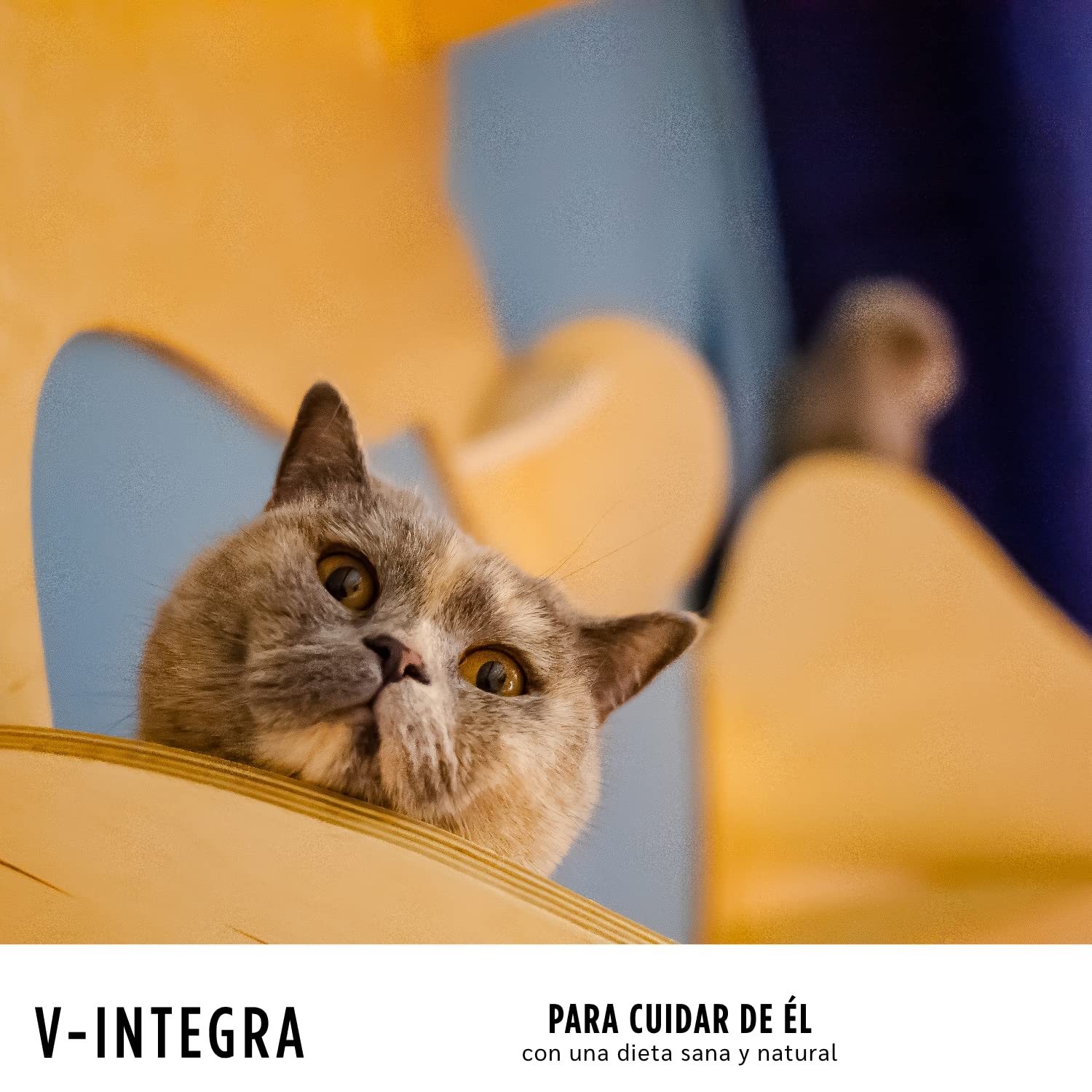 V INTEGRA Renal 200g, Suplemento de Vitaminas y Minerales para Equilibrar Dieta Casera de Perros y Gatos Que Requieren Restricción de Fósforo, Vitaminas para Perros y Gatos Made in Ita