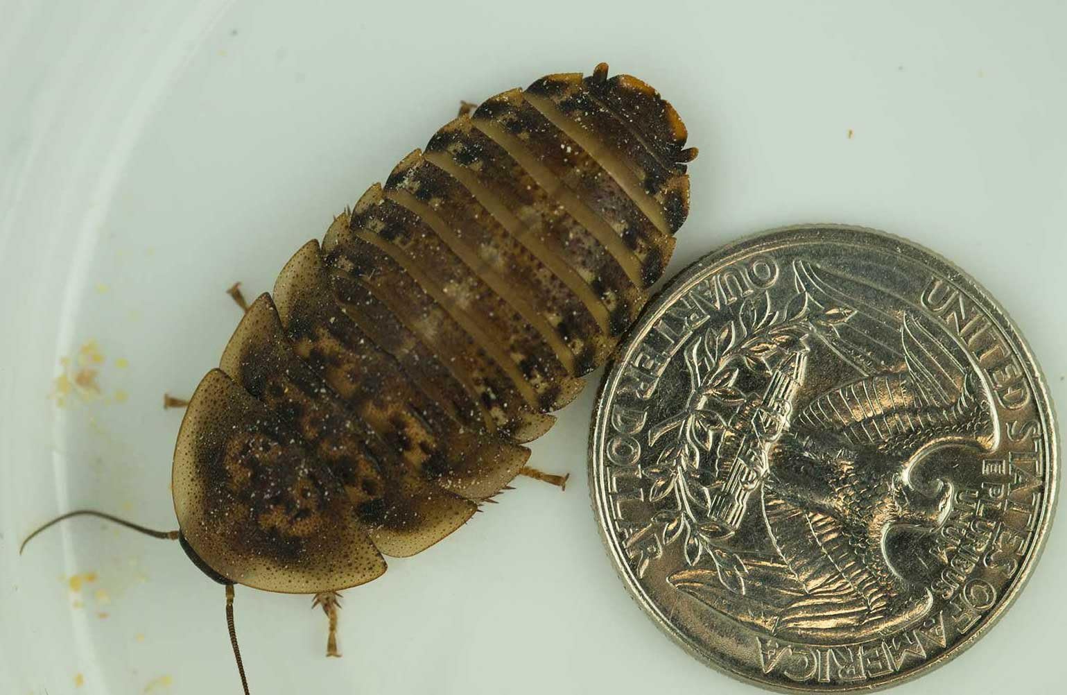ExoMorphs 100 Large Dubia Roaches (3/42 Inches Length