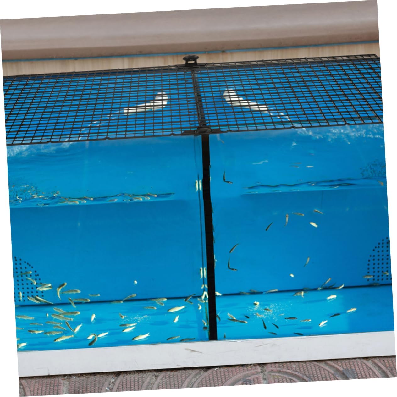 Mipcase 1set Aquarium Isolation Board Fish Tank Divider Plates to Prevent Jumping Easy to Install Cups for Safe Fish Keeping