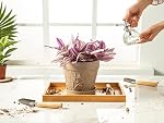 Pots de plantes à l'intérieur avec drainage & Sauceur, 2Pack 7 inch Pots de fleurs Planters extérieurs pour les plantes intérieures Jardin Maison Décor Cactus Succulent, forte imitation résine Terracotta, motif de vigne Embossé