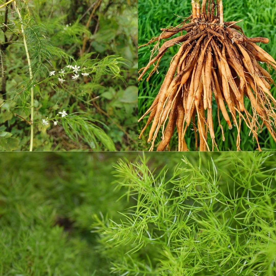 M-Tech Gardens Shatavari Medicinal Herb Plant (Asparagus racemosus, Shatavari) Exotic 2 Live Medicinal Plants (B07S41XGR8) Amazon Price History, Amazon Price Tracker