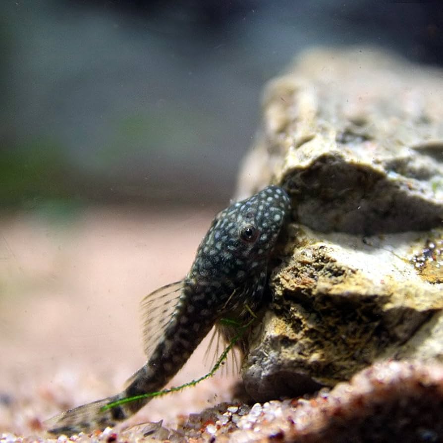 未使用プレコモバイルストラップ3個セット熱帯魚 未使用プレコモバイルストラップ3個セット熱帯魚