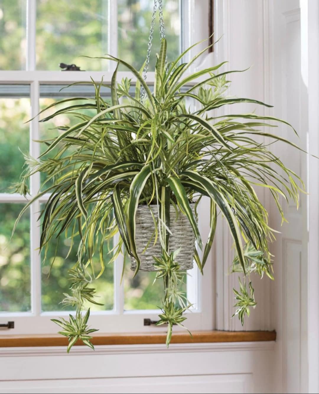 Vittatum Spider Plant Spider Ivy Hanging Decorative Plant for Bedrooms (1 Healthy Live Plant)-image-25