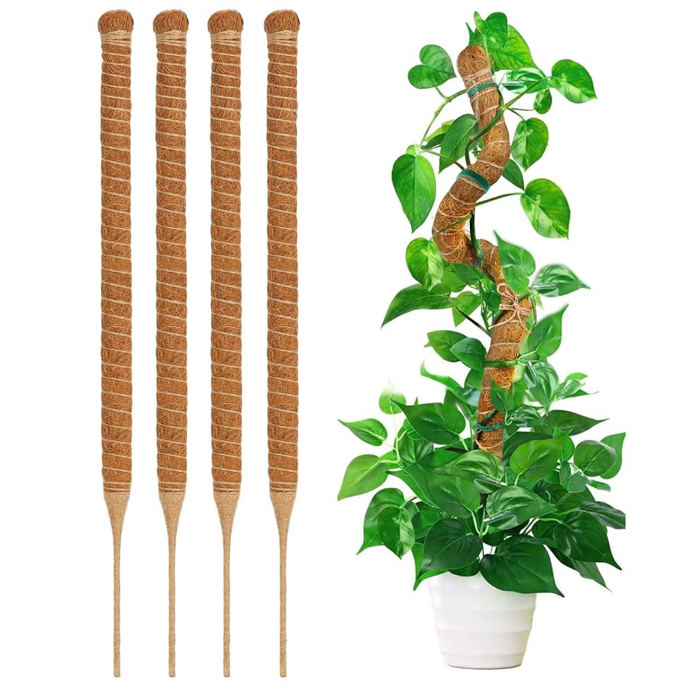 その他観葉植物 Drynaria delavayi Chuxion Amazon | YOUSHY 園芸支柱 観葉植物モンステラ 支柱 ヘゴ支柱