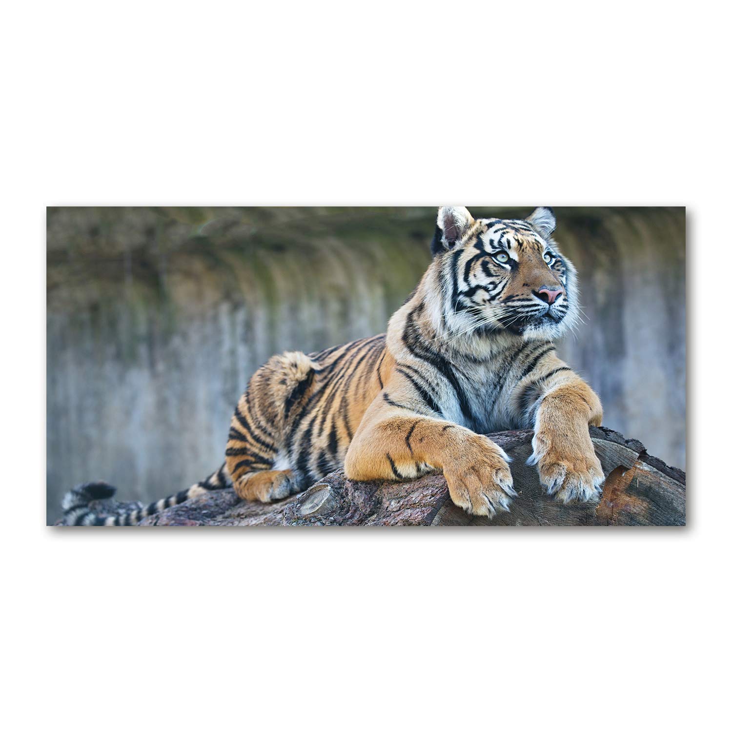 Tulup Brown Glass Picture Wall Art - 100X50cm - Tempered Glass Decoration - Print For Living Room Bedroom - Toughened Glass Image - Glass Picture Wall Art - Tiger