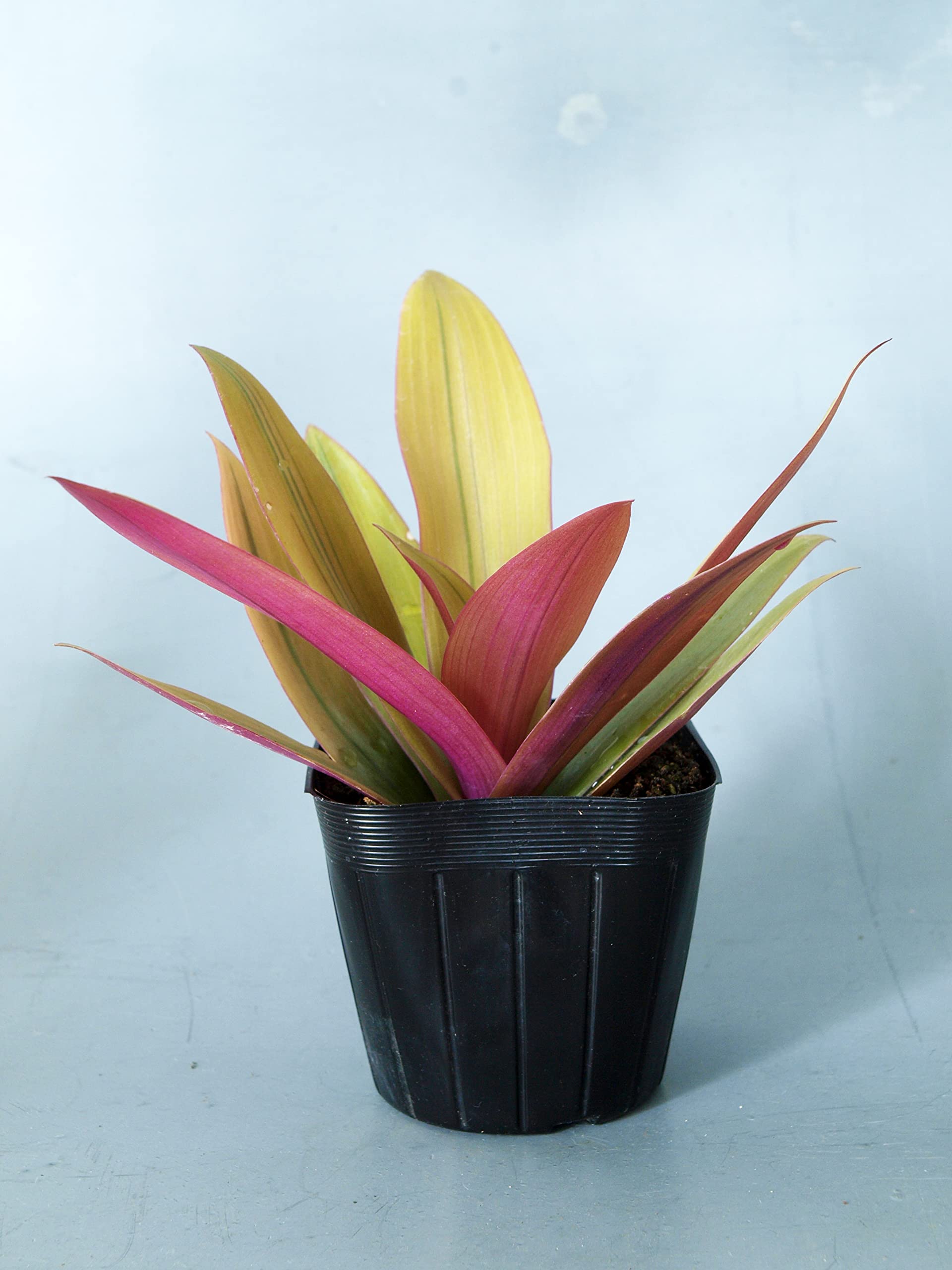 Amazon | 観葉植物 ムラサキオモト イエロースター 10.5cmポリポット苗