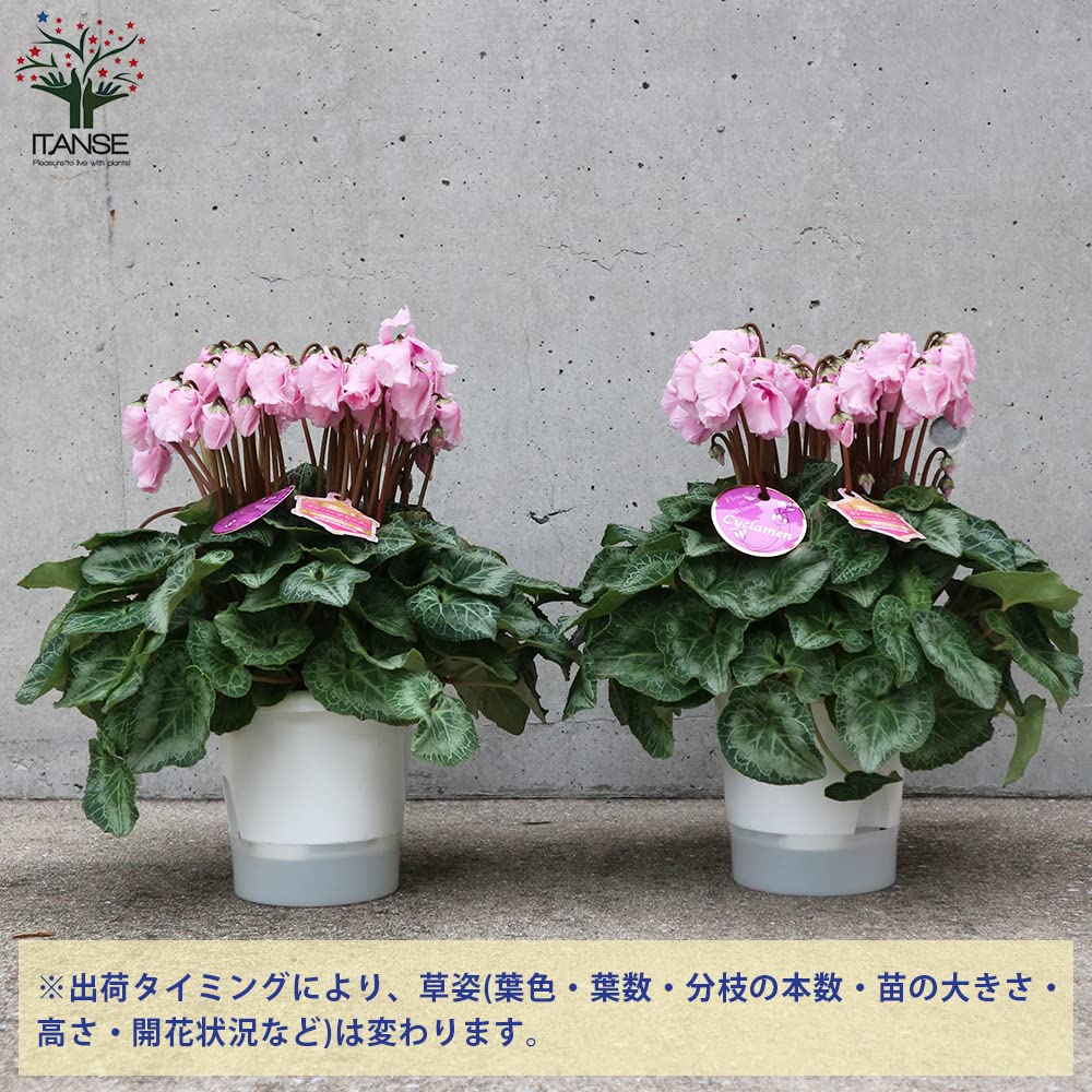 Amazon.co.jp: シクラメン・カンパーナピンク 5号ポット 底面給水鉢