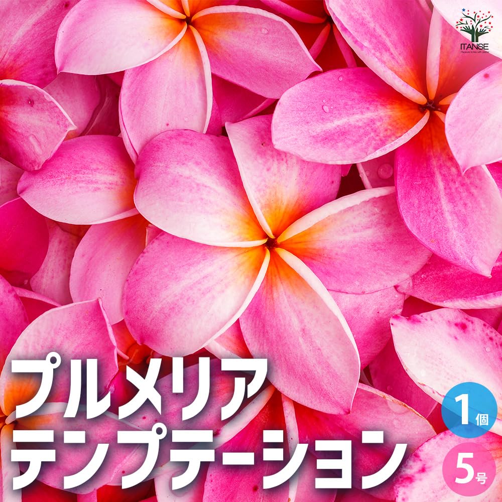 Amazon.co.jp: ITANSE プルメリア苗木 品種：テンプテーション 5